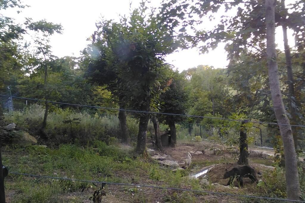Villino In The Hearth Of Tuscany, Quiet Unforgettable Place. Poppi Esterno foto